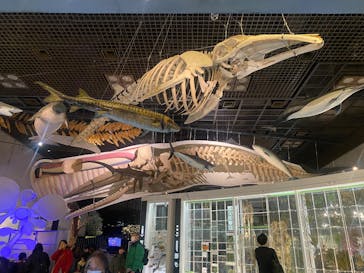 国立科学博物館に投稿された画像（2026/1/31）