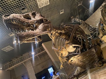 国立科学博物館に投稿された画像（2026/1/31）