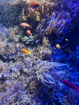 名古屋港水族館に投稿された画像（2026/1/31）