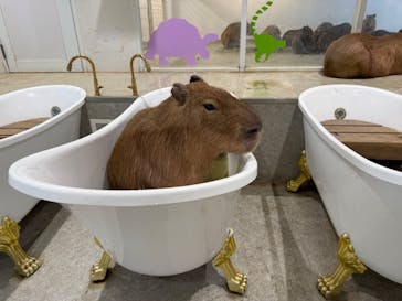 アニタッチ 東京ドームシティに投稿された画像（2026/1/31）