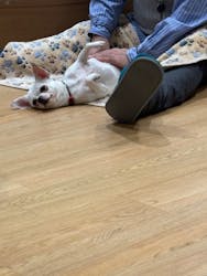 いぬカフェRio 新宿店に投稿された画像（2026/1/31）