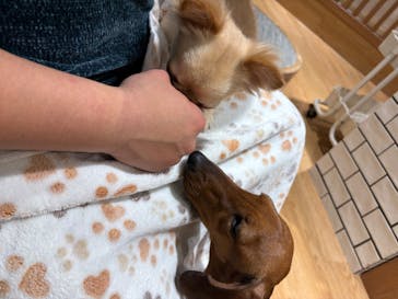 いぬカフェRio 新宿店に投稿された画像（2026/1/31）