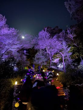 ぎふ灯り物語 ２０２６に投稿された画像（2026/1/31）