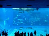 沖縄美ら海水族館に投稿された画像（2026/1/31）