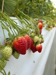 花祭いちごの谷に投稿された画像（2026/1/31）