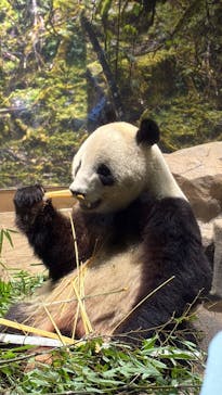 恩賜上野動物園に投稿された画像（2026/1/31）