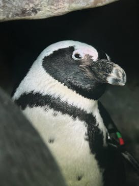 京都水族館に投稿された画像（2026/1/31）