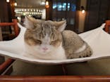 猫カフェモカ　池袋東口店に投稿された画像（2026/1/31）