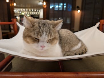 猫カフェモカ　池袋東口店に投稿された画像（2026/1/31）