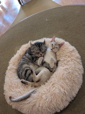 猫カフェモカ　池袋東口店に投稿された画像（2026/1/31）