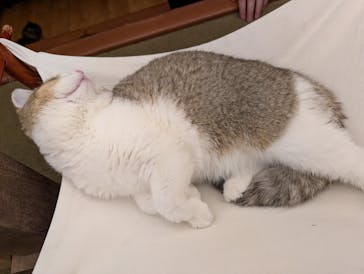 猫カフェモカ　池袋東口店に投稿された画像（2026/1/31）