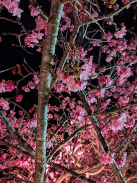 今帰仁城跡に投稿された画像（2026/1/31）