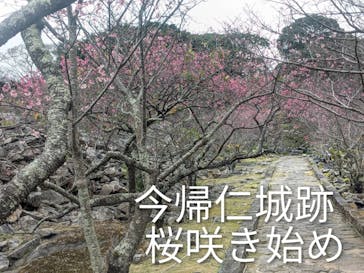 今帰仁城跡に投稿された画像（2026/1/31）