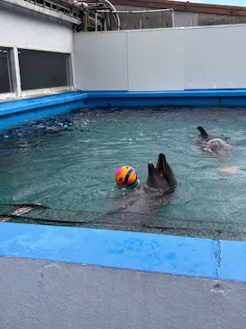 ゼロ距離水族館 伊勢シーパラダイスに投稿された画像（2026/1/31）