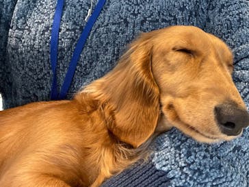 いぬカフェRio 原宿竹下通り店に投稿された画像（2026/2/1）