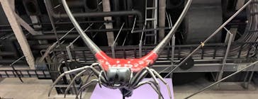 特別展「昆虫MANIAC」（名古屋会場）に投稿された画像（2026/2/1）