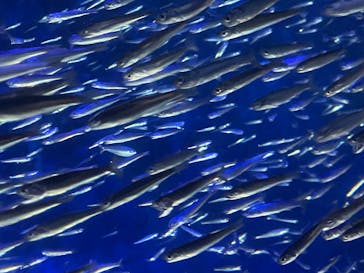 大分マリーンパレス水族館 「うみたまご」に投稿された画像（2026/2/1）