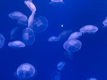 大分マリーンパレス水族館 「うみたまご」に投稿された画像（2026/2/1）