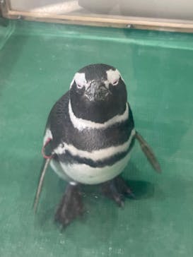 大分マリーンパレス水族館 「うみたまご」に投稿された画像（2026/2/1）