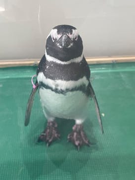 大分マリーンパレス水族館 「うみたまご」に投稿された画像（2026/2/1）