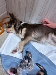 いぬカフェRio 池袋店に投稿された画像（2026/2/1）