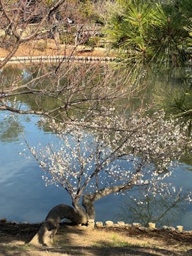 三溪園に投稿された画像（2026/2/1）