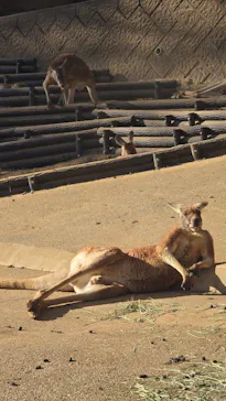 多摩動物公園に投稿された画像（2026/2/1）