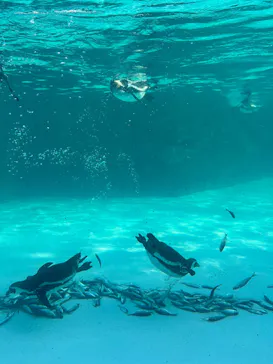 葛西臨海水族園に投稿された画像（2026/2/1）
