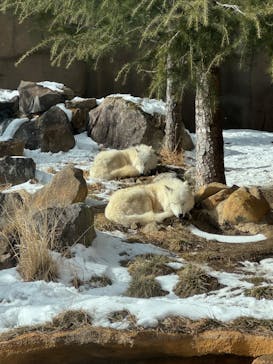 那須どうぶつ王国に投稿された画像（2026/2/1）