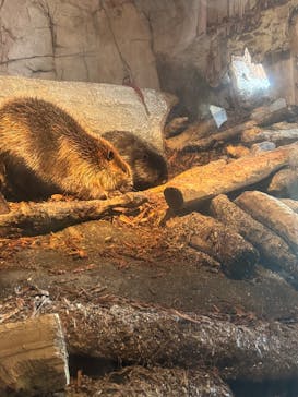 那須どうぶつ王国に投稿された画像（2026/2/1）