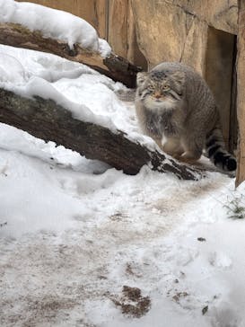 那須どうぶつ王国に投稿された画像（2026/2/1）
