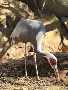 伊豆シャボテン動物公園に投稿された画像（2026/2/1）