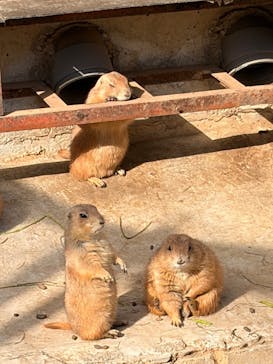 伊豆シャボテン動物公園に投稿された画像（2026/2/1）