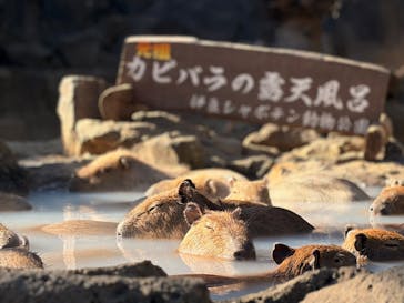 伊豆シャボテン動物公園に投稿された画像（2026/2/1）