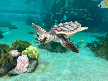 鴨川シーワールドに投稿された画像（2026/2/1）