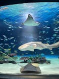 サンシャイン水族館に投稿された画像（2026/2/1）