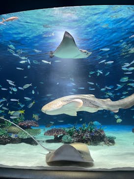 サンシャイン水族館に投稿された画像（2026/2/1）