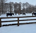 ノーザンホースパークに投稿された画像（2026/2/1）