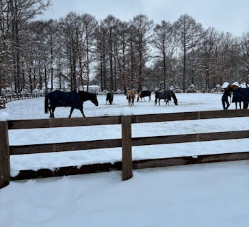 ノーザンホースパークに投稿された画像（2026/2/1）