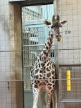 天王寺動物園に投稿された画像（2026/2/1）