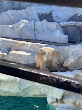 恩賜上野動物園に投稿された画像（2026/2/1）