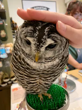 カワウソカフェ®️HARRY浅草店に投稿された画像（2026/2/1）