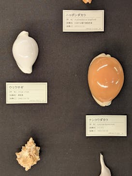 沖縄県立博物館・美術館〔おきみゅー〕に投稿された画像（2026/2/1）