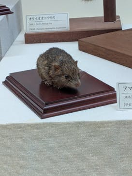 沖縄県立博物館・美術館〔おきみゅー〕に投稿された画像（2026/2/1）