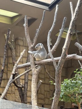 名古屋市東山動植物園に投稿された画像（2026/2/1）