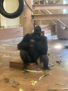 名古屋市東山動植物園に投稿された画像（2026/2/1）