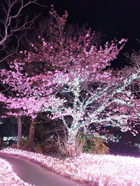 江の島シーキャンドルに投稿された画像（2026/2/1）