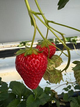 ICHIGOHOUSE.HITACHINAKAに投稿された画像（2026/2/1）