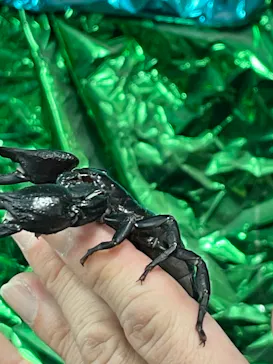 いきもの探検隊上尾に投稿された画像（2026/2/1）