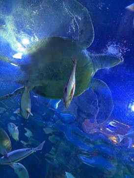 しながわ水族館に投稿された画像（2026/2/1）